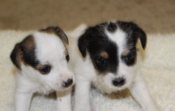 Jack Russell Puppy Pictures 890 Roxy female 3
