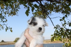 Jack Russell Puppy Pictures 891 Roxy small male