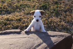 Jack Russell Puppy Pictures 892 Tasha female