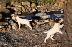 Jack Russell Puppy Pictures 893 Tasha male and female