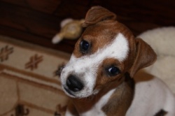 Jack Russell Puppy Pictures 894 Tashia male