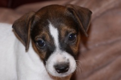 Jack Russell Puppy Pictures 895 Who wouldn't love this face