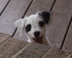 Jack Russell Puppy Pictures 896 Wild man harry.JPG