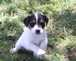 Jack Russell Puppy Pictures 897 Hines Hill Sandy female1