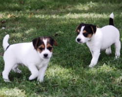 Jack Russell Puppy Pictures 898 Hines Hill Sandy males