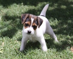 Jack Russell Puppy Pictures - Duke's Legacy Jack Russell Terriers