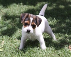 Jack Russell Puppy Pictures 899 Hines Hill Sandy male 1