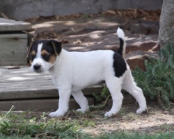Jack Russell Puppy Pictures 900 Hines Hill Sandy male 2