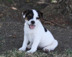 Jack Russell Puppy Pictures 901 Hines Hill Sandy female 2