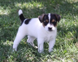 Jack Russell Puppy Pictures 902 Hines Hill Sandy female 1