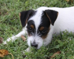 Jack Russell Puppy Pictures 903 Lady male #3