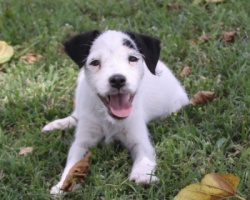 Jack Russell Puppy Pictures 904 Linda female1.JPG