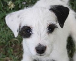 Jack Russell Puppy Pictures 906 Harry close up 2.JPG