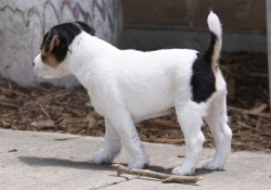 Jack Russell Puppy Pictures 907 Hines Hill Sandy male 2 side view