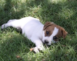 Jack Russell Puppy Pictures 908 Hines Hill Sandy female #3