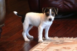 Jack Russell Puppy Pictures 910 Bailey tri male side view.JPG