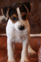 Jack Russell Puppy Pictures 911 Hines Hill Sandy male # 2