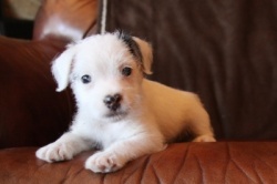 Jack Russell Puppy Pictures 912 Dukes Legacy Paris male