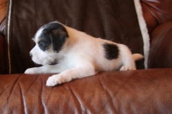 Jack Russell Puppy Pictures 913 Paris male # 2 side view