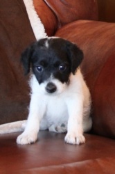 Jack Russell Puppy Pictures 914 Breanna female  broken coat