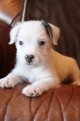 Jack Russell Puppy Pictures 915 Paris male 1.JPG  broken coat