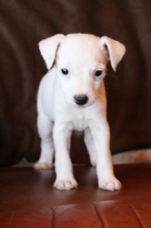 Jack Russell Puppy Pictures 916 Roxy female 1 smooth coat