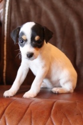 Jack Russell Puppy Pictures 917 Roxy female 2  smooth coat