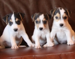 Jack Russell Puppy Pictures 918 Roxy males smooth to slightly broken