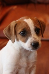 Jack Russell Puppy Pictures 919 Sandy Humphrey female 4-18-2012.JPG