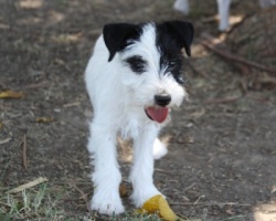 Jack Russell Puppy Pictures 920 Breanna male 1 rough coat