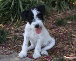 Jack Russell Puppy Pictures 921 Breanna male 2 rough coat