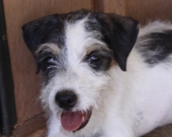 Jack Russell Puppy Pictures 922 Paris male rough coat