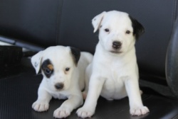 Jack Russell Puppy Pictures 923 Delta pups