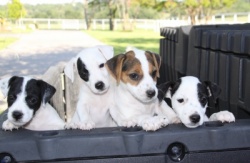 Jack Russell Puppy Pictures 924 Maggie pups