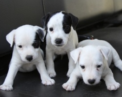 Jack Russell Puppy Pictures 925 Bailey boys