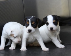 Jack Russell Puppy Pictures 926 Sunny's females