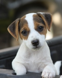 Jack Russell Puppy Pictures 927 Little Maggie