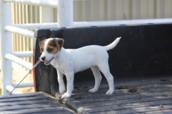 Jack Russell Puppy Pictures 928 Little Maggie