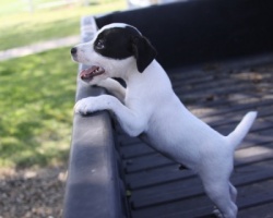 Jack Russell Puppy Pictures 929 Bailey male 1