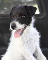 Jack Russell Puppy Pictures 933 Breanna female rough coat