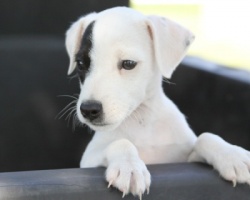 Jack Russell Puppy Pictures 936 Maggie male # 1