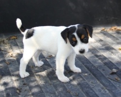Jack Russell Puppy Pictures 937 Sunny female 1