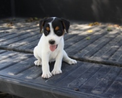 Jack Russell Puppy Pictures 938 Sunny female 1