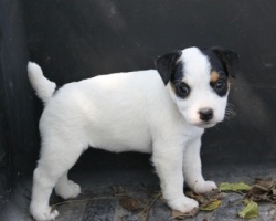 Jack Russell Puppy Pictures 939 Sunny female 2