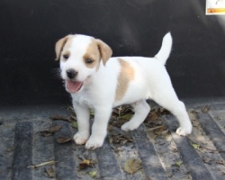 Jack Russell Puppy Pictures 940 Sunny male