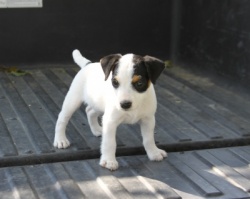 Jack Russell Puppy Pictures 943 Sunny female 2