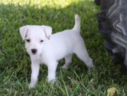 Jack Russell Puppy Pictures 944 Sunny female 3