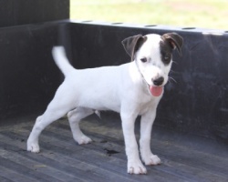 Jack Russell Puppy Pictures 949 Maggie male 2