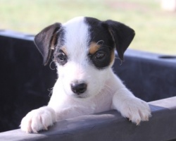 Jack Russell Puppy Pictures 952 Sunny female 2