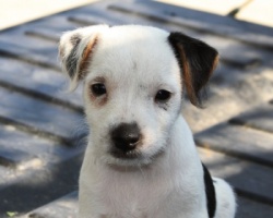 Jack Russell Puppy Pictures 953 tanya female 1